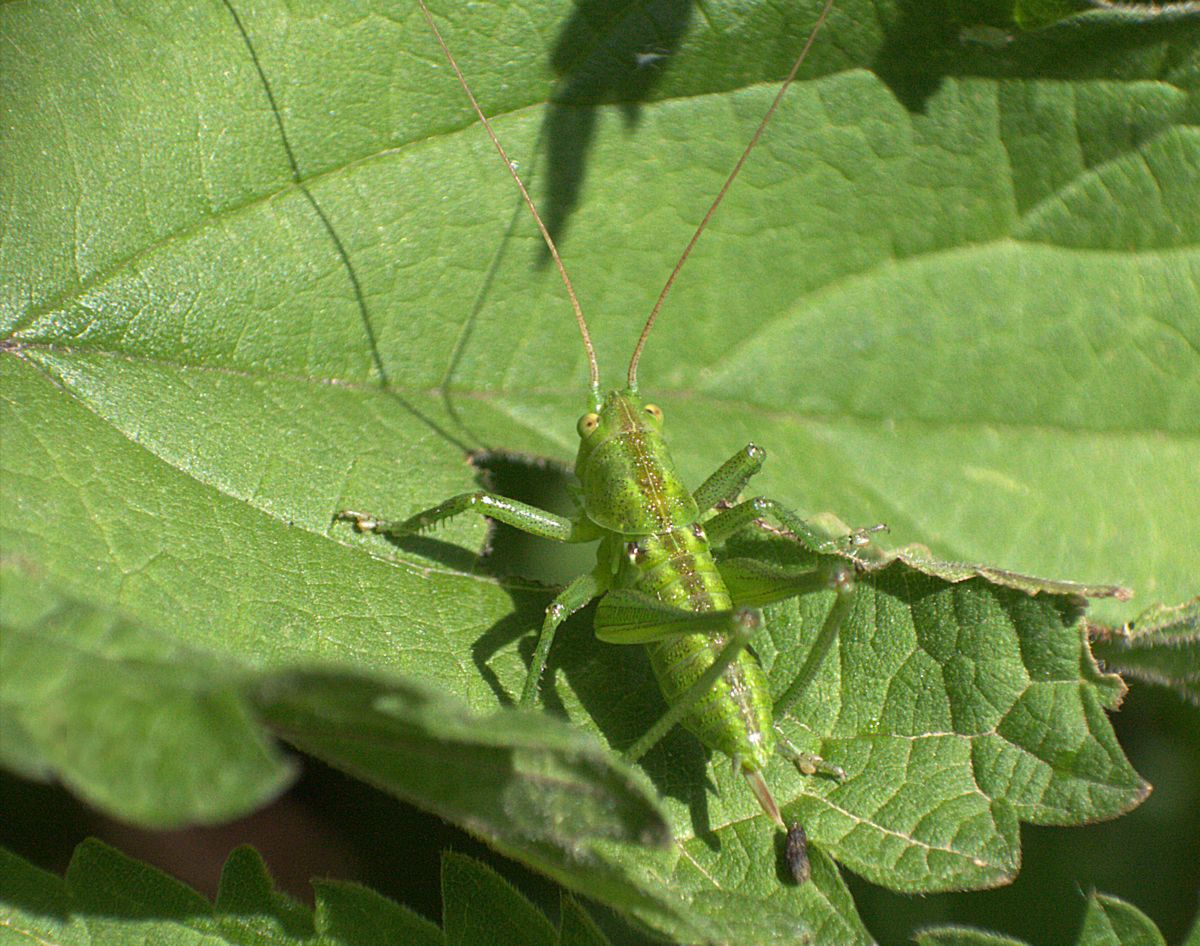 ninfa di tettigonia ?